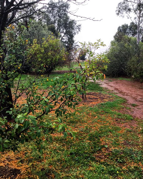 Whispering Pines Farm Stay - Surfers Gold Coast 1