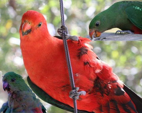 Goldsmith's In The Forest - Surfers Gold Coast 2