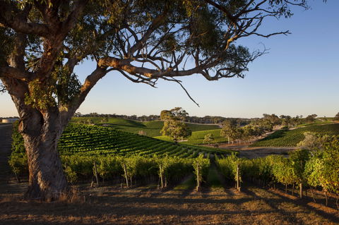 Longview Vineyard Accommodation - Surfers Gold Coast 2