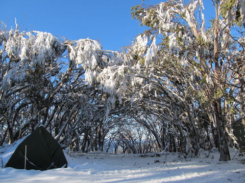 Mt Stirling Alpine Winter Camp - Surfers Gold Coast 2