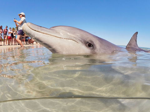 RAC Monkey Mia Dolphin Resort - Surfers Gold Coast 2