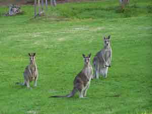 Sunway Farm B And B And Tours - Surfers Gold Coast 1