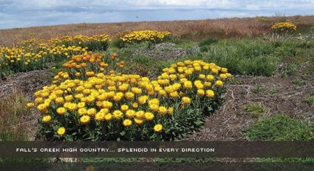 Alpine View Apartments - Surfers Gold Coast 0