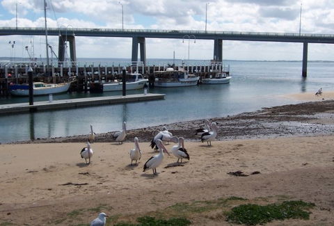 BIG4 Phillip Island Caravan Park - Surfers Gold Coast 5