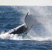 Whale Watching Sydney - Surfers Gold Coast