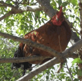 Perth City Farm Organic Markets - Surfers Gold Coast 3