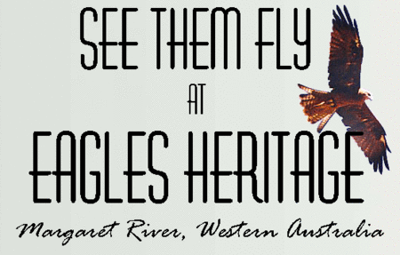 Eagles Heritage Raptor Wildlife Centre - Surfers Gold Coast 0
