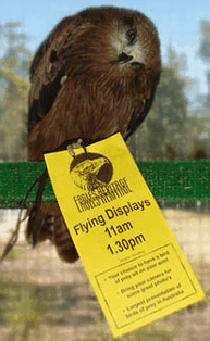 Eagles Heritage Raptor Wildlife Centre - Surfers Gold Coast 1