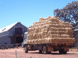 Avondale Discovery Farm - Surfers Gold Coast 1
