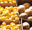 Brisbane Markets - Surfers Gold Coast