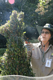 Roma Street Parkland - Surfers Gold Coast 1