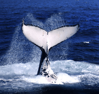 Brisbane Whale Watching - Surfers Gold Coast