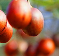 Tropical Fruit World - Surfers Gold Coast