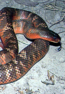 Armadale Reptile & Wildlife Centre - Surfers Gold Coast 0