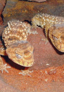 Armadale Reptile & Wildlife Centre - Surfers Gold Coast 1