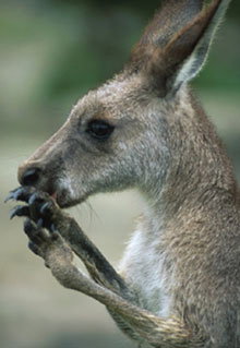 Armadale Reptile & Wildlife Centre - Surfers Gold Coast 2