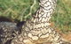 Armadale Reptile & Wildlife Centre - thumb 3