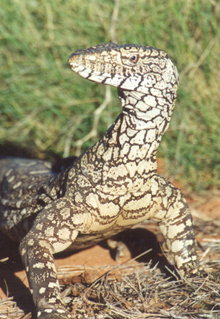 Armadale Reptile & Wildlife Centre - Surfers Gold Coast 3