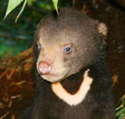 Perth Zoo - Surfers Gold Coast