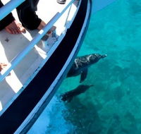 Pelican Charters - Surfers Gold Coast