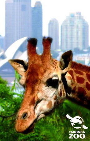 Taronga Zoo - Surfers Gold Coast 3