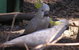 Wirrimbirra Sanctuary - thumb 1
