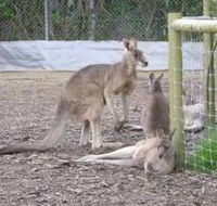 Jirrahlinga Koala  Wildlife Sanctuary - Surfers Gold Coast