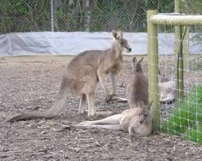 Jirrahlinga Koala & Wildlife Sanctuary - Surfers Gold Coast 0