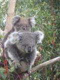 Jirrahlinga Koala & Wildlife Sanctuary - Surfers Gold Coast 1
