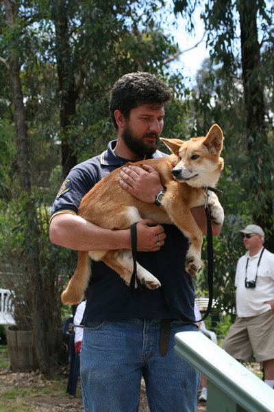 Jirrahlinga Koala & Wildlife Sanctuary - Surfers Gold Coast 2