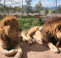 Mansfield Zoo - Surfers Gold Coast