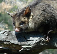 Moonlit Sanctuary Wildlife Conservation Park - Surfers Gold Coast