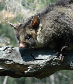 Moonlit Sanctuary Wildlife Conservation Park - Surfers Gold Coast 0
