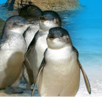 Phillip Island Penguin Parade - Surfers Gold Coast