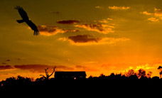 Werribee Open Range Zoo - Surfers Gold Coast 1