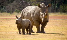 Werribee Open Range Zoo - Surfers Gold Coast 3