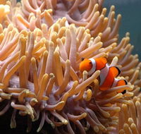 Reef HQ Great Barrier Reef Aquarium - Surfers Gold Coast