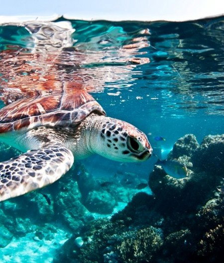 Reef HQ Great Barrier Reef Aquarium - Surfers Gold Coast 1