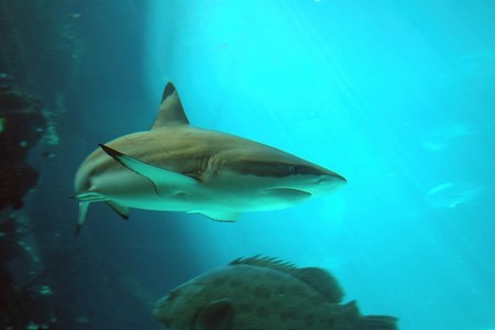 Reef HQ Great Barrier Reef Aquarium - Surfers Gold Coast 2