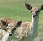 Marapana Wildlife Park - Surfers Gold Coast