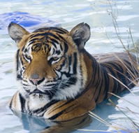 Zoo Doo Wildlife Park - Surfers Gold Coast
