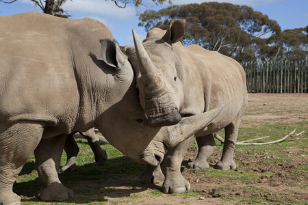 Monarto Zoo - Surfers Gold Coast 0