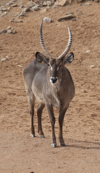 Monarto Zoo - Surfers Gold Coast 1