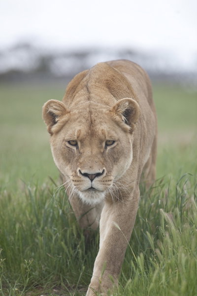 Monarto Zoo - Surfers Gold Coast 2