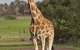 Monarto Zoo - thumb 3
