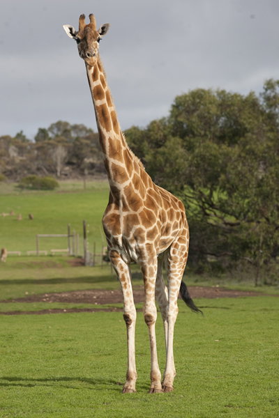 Monarto Zoo - Surfers Gold Coast 3