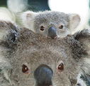 Billabong Koala and Wildlife Park - Surfers Gold Coast