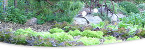 Calmsley Hill City Farm - Surfers Gold Coast 1
