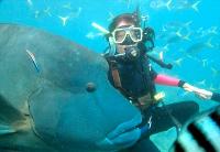 Maxi Ragamuffin - Surfers Gold Coast 1