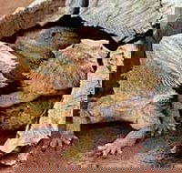 Alice Springs Reptile Centre - Surfers Gold Coast